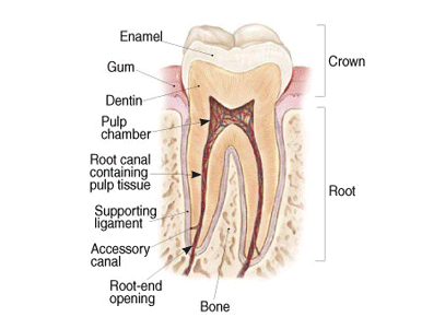 dental root canal specialist near me